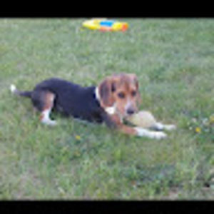 Meet your Posher, Laurelle